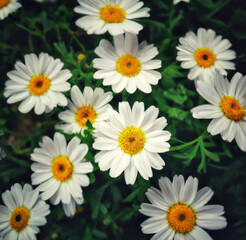 Fototapeta premium Close up of multiple white daisies over grass and blurred background created using Generative AI technology