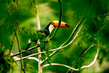 toucan on a tree branch in the amazon forest - obrazy, fototapety, plakaty