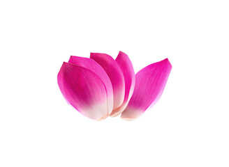 Lotus petal on   transparent  png