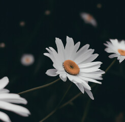 Close up of multiple white daisies over grass and blurred background created using Generative AI technology