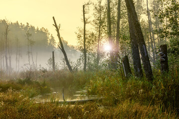  Wschód słońca na mokradłach Mazur w północno-wschodniej Polsce