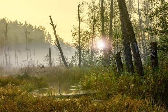 Fototapeta  Wschód słońca na mokradłach Mazur w północno-wschodniej Polsce