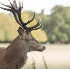Image of close up of stag with antlers in field background created using Generative AI technology
