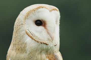 A portrait of a Barn Owl against a green background
