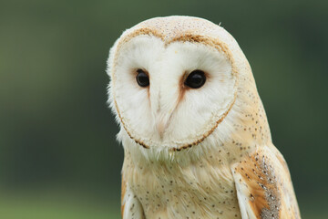 A portrait of a Barn Owl against a green background

