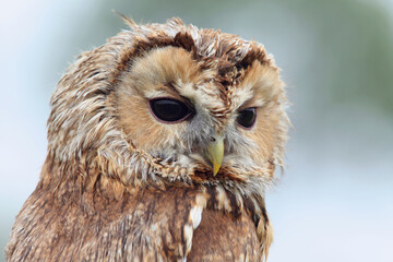 A portrait a Tawny Owl
