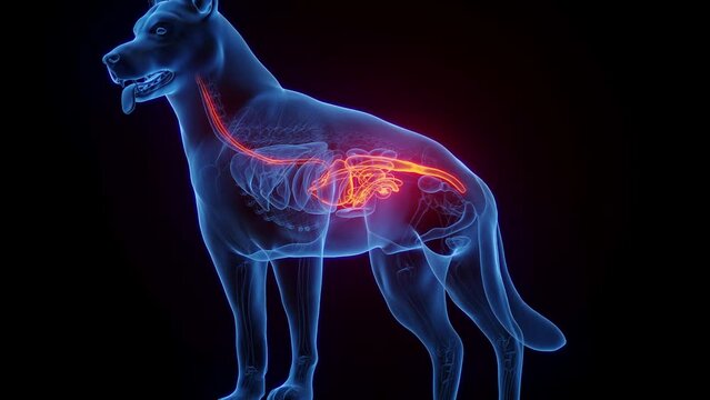 3D medical animation of a dog's gastrointestinal tract