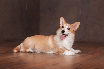 Welsh Corgi dog at home. Dog posing indoors. Cute fluffy dog portrait