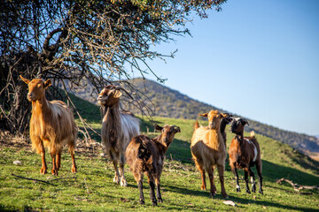 Herd of goat at pasture. Horned and hornless ruminant mammal animal graze, blue sky background.