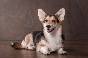 Naklejka na ściany i meble Welsh Corgi dog at home. Dog posing indoors. Cute fluffy dog portrait