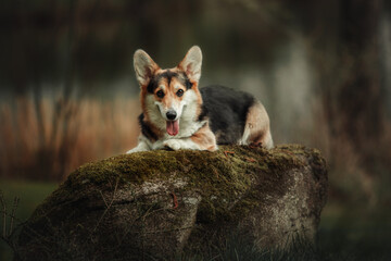 Naklejka na ściany i meble Cute Welsh Corgi dog outdoor. Dog portrait Pet on a walk. Beautiful funny corgi dog breed