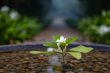 flower on waterbed
