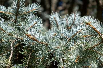 Naklejka na ściany i meble Blue spruce evergreen coniferous tree branch close up. Fir needle under sun, blur background.