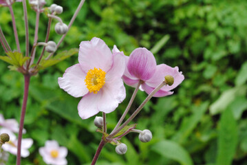 Obraz premium Close Up of Small Pink Flowers 