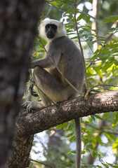Langur monkey