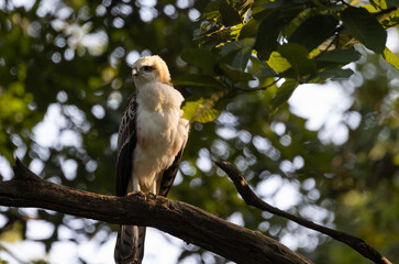 Changeable Hawk Eagle