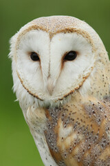 A portrait of a Barn Owl against a green background
