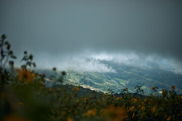 Landscape of Tree Marigold, Mexican Sunflower) Fields on the mountain