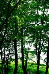 forest and green sculpture located at MANYOSHU in Haruna, Gunma | 万葉の森と緑の造形