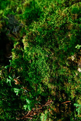 mossy green KOKE | 鮮やかな緑の苔
