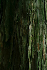 bark of tree | 樹皮の表情