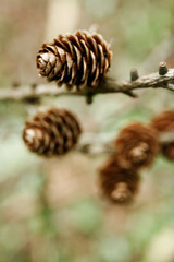 MATSUBOKKURI pinecone and branch | 枯枝の松ぼっくり