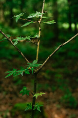 baby tree in the forest | 万葉の森に新しい世代