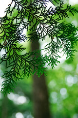 conifer leaves Ukiyo-e style shade | 針葉樹の枝葉