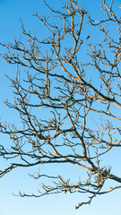 Ramas desnudas de arbol en cielo azul invernal