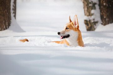 Corgi dog in the snow. Dog in winter. Dog in nature. Corgi dog on a winter walk