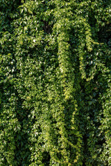Lush green ivy leaves growing on a bush climbing on a wall. Evergreen plant wall. Vertical photo, pattern. Ecology or environment concept. Natural background or wallpaper