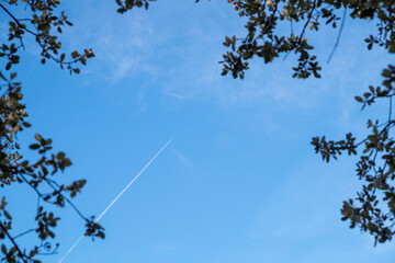 Jet airplane contrail above leafless trees against a clear blue sky background with copyspace.