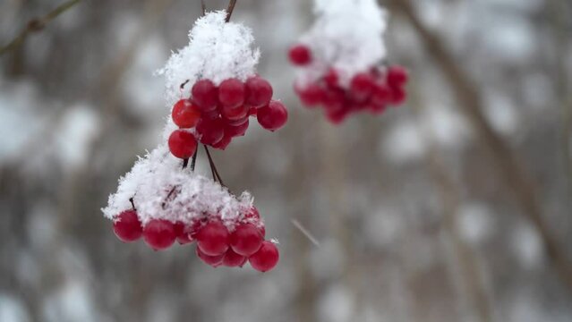  Beautiful nature video of bunches of red viburnum berries in the snow, close up, slow motion. Seasonal berries, vitamins. Winter food for birds and animals in the frost in the park