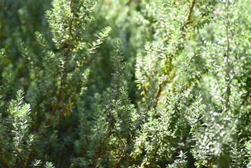 Green plants grow on the ground in the garden