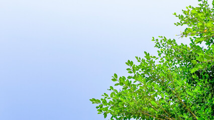 Blur tree leaves on blue sky background with copy space concept for greeting welcoming and invitation card for new year 2023 