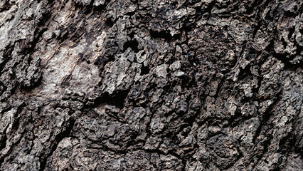 Bark old wooden background wallpaper