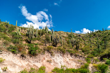 cacti by the road in the mountain landscape of South America