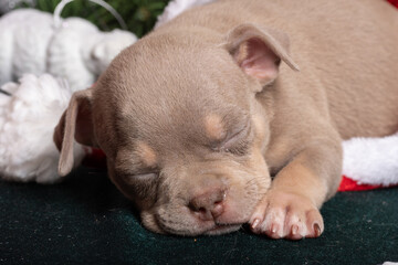 Sleeping little cute American Bully puppy in a Santa hat next to a Christmas tree decorated with toys, snowflakes