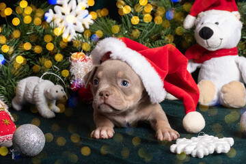 Little cute curious brown puppy American bully wearing santa hat next to christmas tree and polar...