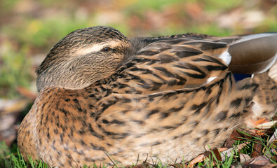 A female mallard sits in a meadow in autumn. The water bird has hidden its beak under the feathers.