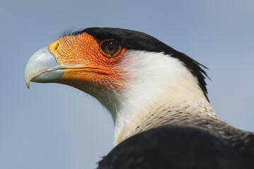 Portrait of a Crested Caracara against a blue sky
