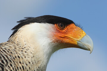 Portrait of a Crested Caracara against a blue sky
