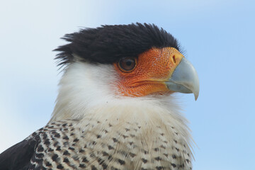Portrait of a Crested Caracara against a blue sky
