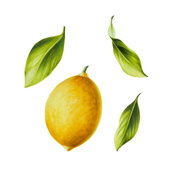 Watercolor fresh ripe lemon with bright green leaves and flowers. Hand drawn citrus painting on white background. For designers, postcards, party Invitations, wrapping paper, covers. For posters and