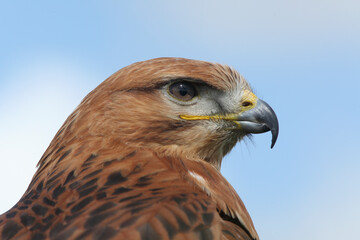 Portrait of a Long-legged Buzzard against a blue sky
