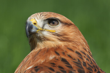 Portrait of a Long-legged Buzzard against a green background
