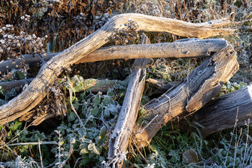 Fototapeta na wymiar root of tree in froozen winter
