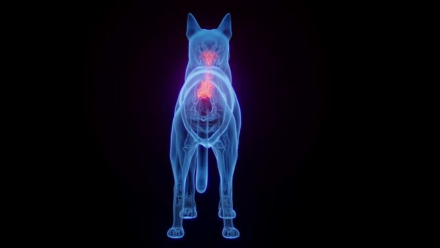 3D medical animation of a dog's spine