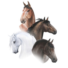 Fototapeta na wymiar watercolor illustration set of portraits of horses on white background