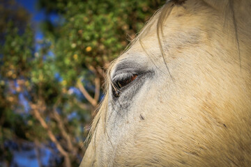 La mirada de un caballo
